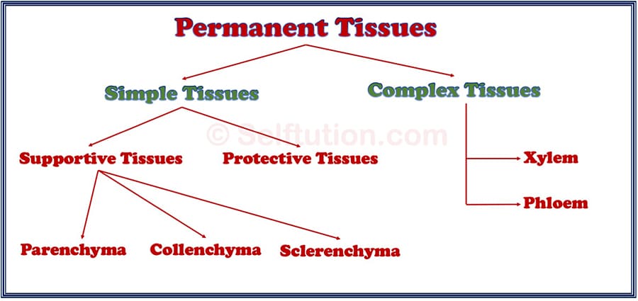 Simple and Complex Permanent Tissues