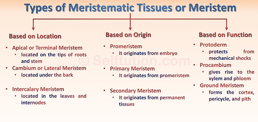 Types of Meristematic Plant Tissues or Meristem based on origin, location, and function