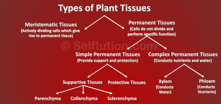 What Are Tissues Definition Types And Examples Selftution 2079