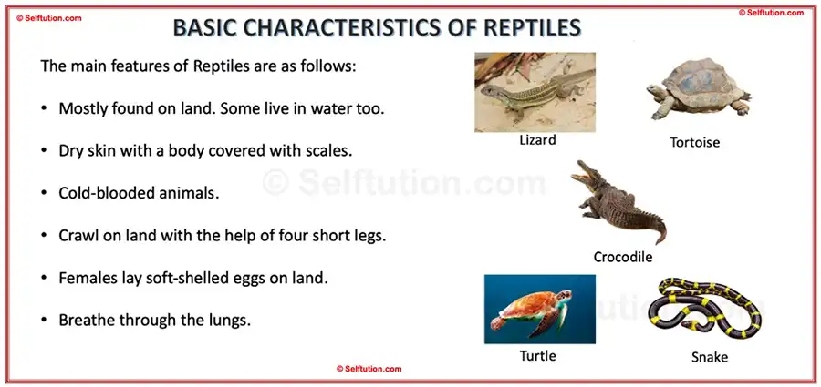 Characteristics and Examples of Reptiles. Classification of animal kingdom or kingdom animalia