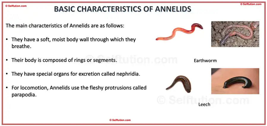 Characteristics and examples of Annelids. Classification of animal kingdom or kingdom animalia