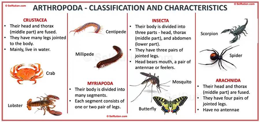 Characteristics, and examples of Arthropoda. Classification of animal kingdom or kingdom animalia