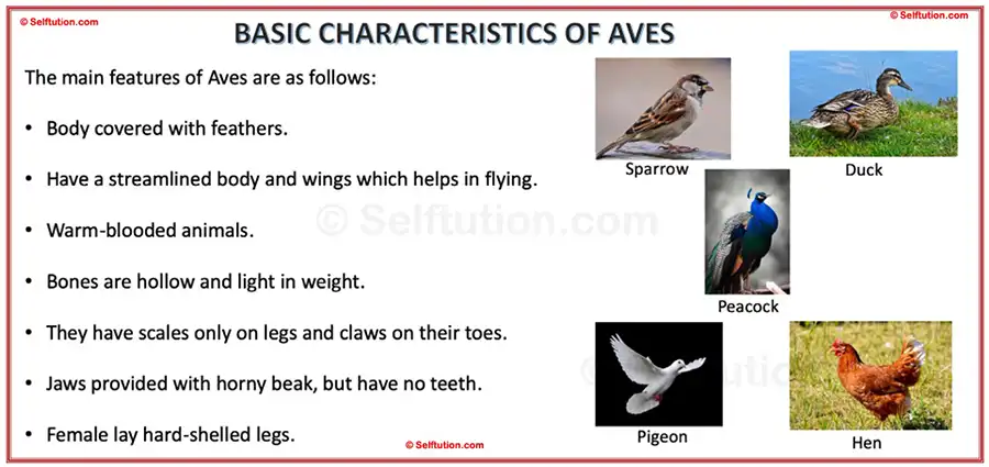 Characteristics and examples of Aves. Classification of kindom animalia or animal kingdom 