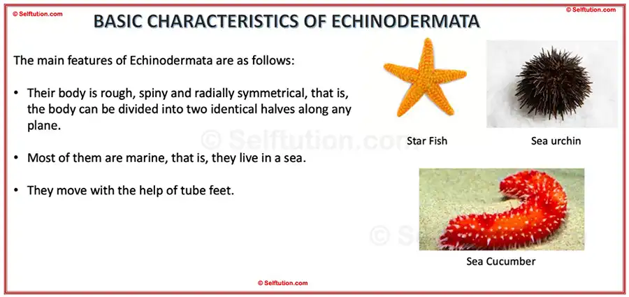 Characteristics and examples of Echinodermata. Classification of Kingdom Animalia or Animal kingdom