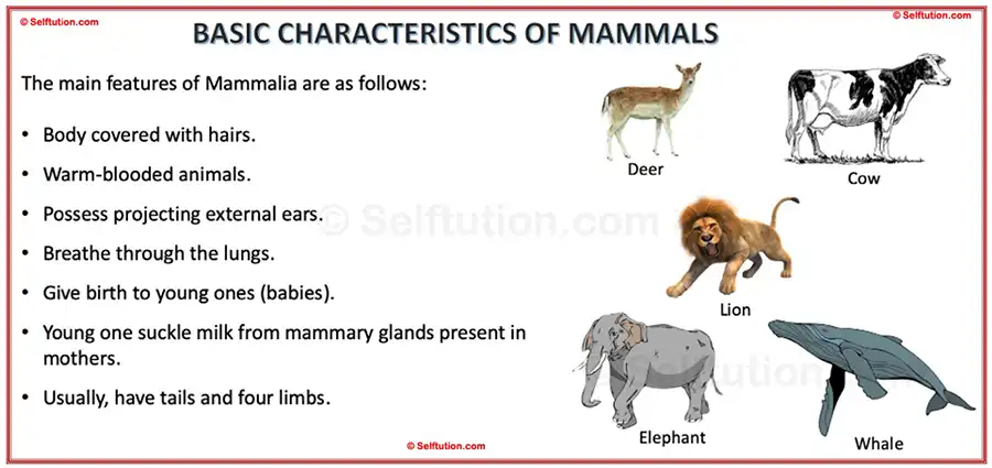 Characteristics and examples of Mammals. Classification of animal kingdom or kingdom animalia