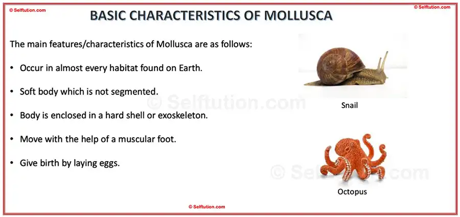 Characteristics and examples of Mollusca. Classification of Kingdom Animalia or animal kingdom