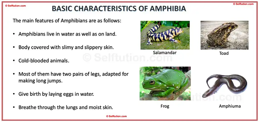 Characteristics and Examples of Amphibians