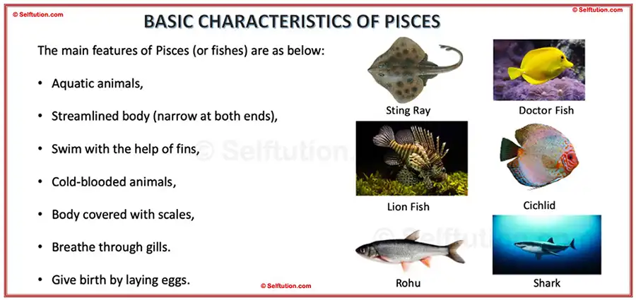 Characteristics of Pisces with examples 