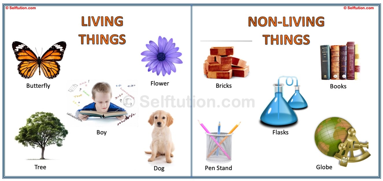 Image depicts five types of living and 5 types of non living things. Living things include - a dog, a boy, a tree, a butterfly and a flower. Whereas non living things are a pen stand, a globe, flasks, bricks and books.