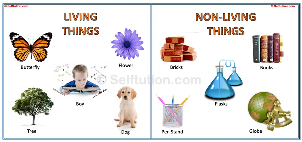 Image depicts five types of living and 5 types of non-living things. Living things include - a dog, a boy, a tree, a butterfly and a flower. Whereas non living things are a pen stand, a globe, flasks, bricks and books.