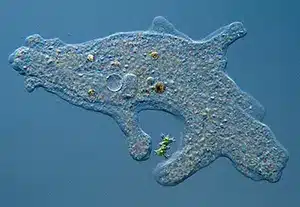 Characteristics of living and nonliving being Amoeba