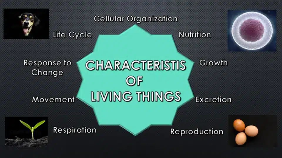 Characteristics of living things. Nine characteristics of living things that differentiate them from nonliving things are cellular organization, nutrition, growth, excretion, reproduction, respiration, locomotion, response to change, and life cycle.