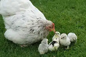 Hen with her Chicks