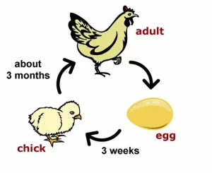 Reproduction - one of the characteristics of living things is depicted in the picture. A hen lays eggs, which hatch into chicks, who grow into hens or rooster.