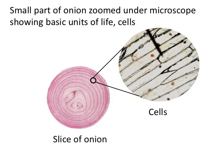 A small part of Onion rings zoomed under microscope showing basic units of life, cells