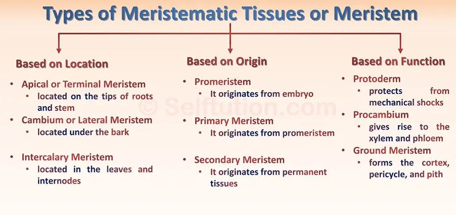 Types of meristematic plant tissues or meristem based on origin, location, and function