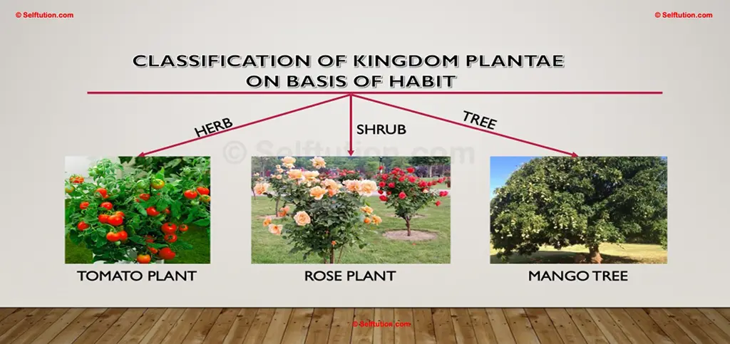 A Classification of Plants on basis of habit