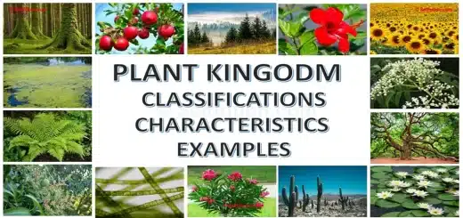 Kingdom Plantae or Plant Classification, Characteristics and Examples