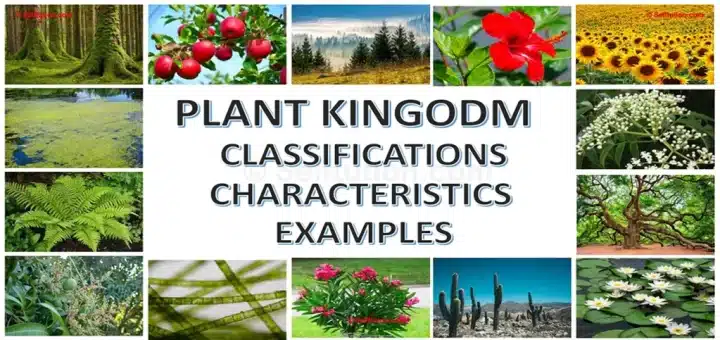 Kingdom Plantae or Plant Classification, Characteristics and Examples