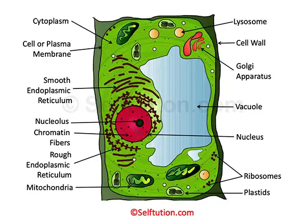 Structure of Generalized Plant Cell showing various Organelles