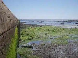 Algae in a pond