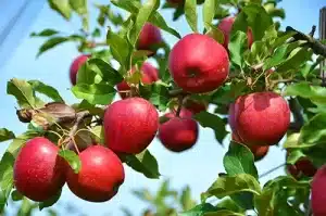 Apple tree an example of Angiosperm