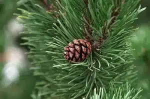 Seeds bearing cone of pine tree. Kingdom Plantae or plant classification, Characteristics and examples