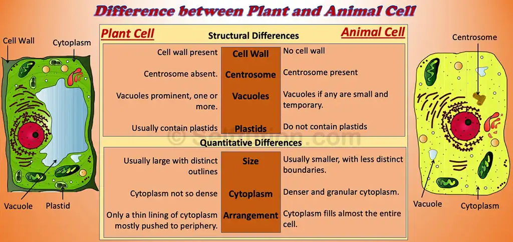 Difference between plant and animal cell