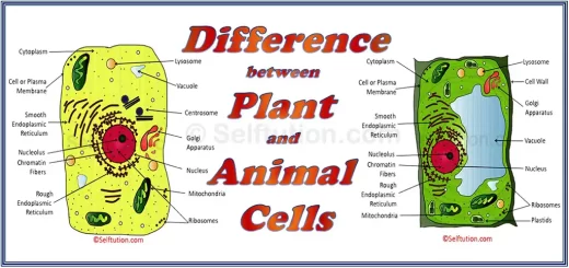 Difference between plant and animal cell