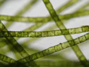 Filamentous Algae