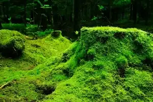 Green layer of mosses. Kingdom Plantae or plant classification, Characteristics and examples