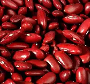 Kidney Bean Seeds - An example of dicotyledon seed