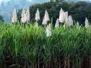 Sugarcane Flower