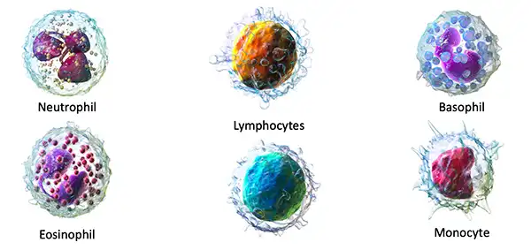 Various types of white blood cells