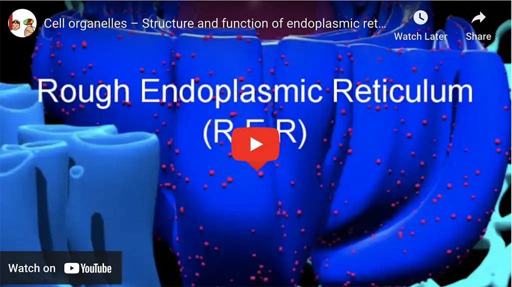 Structure and function of the endoplasmic reticulum