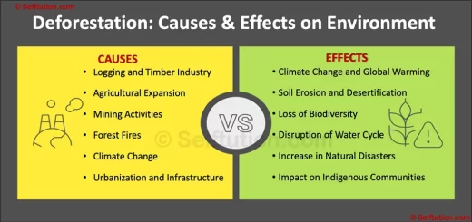 Deforestation Causes and Effects on Environment