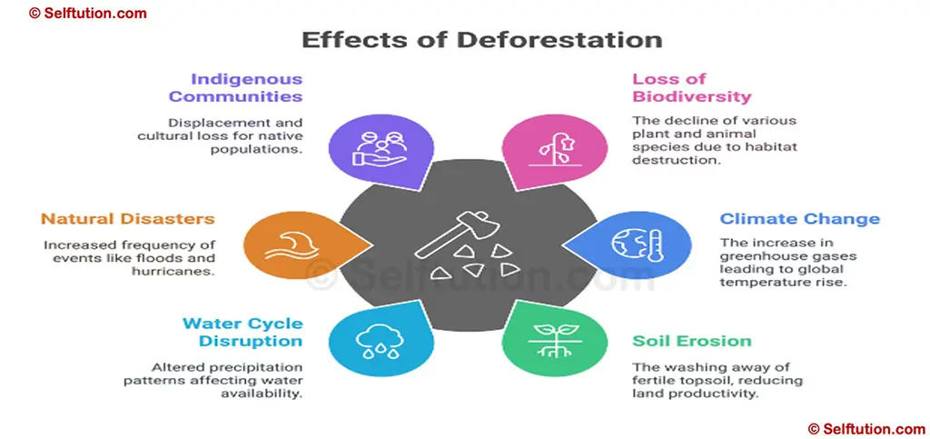 Deforestation Causes and Effects on Environment